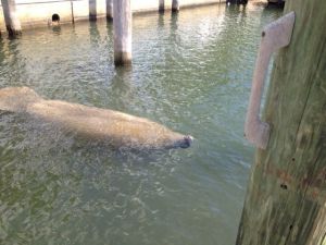 Manatee comes up for air at the Dinner Key marina